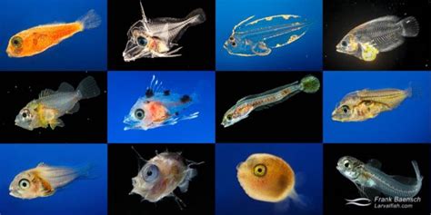 Larval Fish Project .